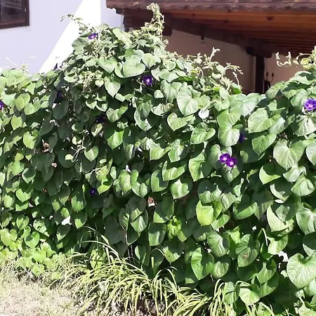 Popovo Targovhiste Bulgarije Lomtsi
